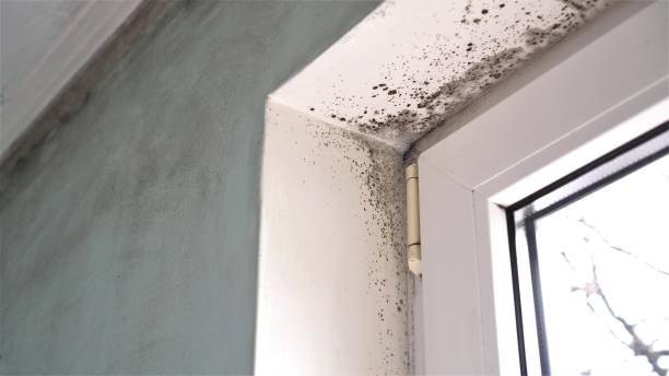 Best Local Mold Removal Service  in Lewisburg, OH