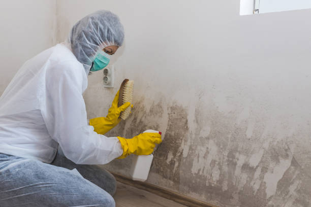 Home Mold Removal in Lewisburg, OH