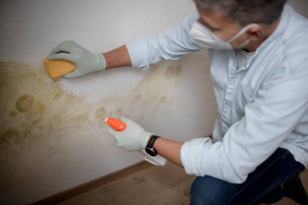 Best Mold Removal Near Me  in Lewisburg, OH