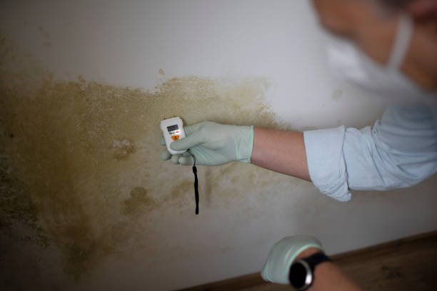 Certified Mold Removal in Lewisburg, OH