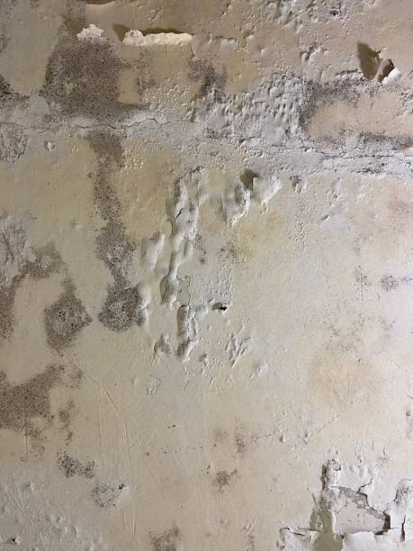 Best Professional Mold Removal  in Lewisburg, OH