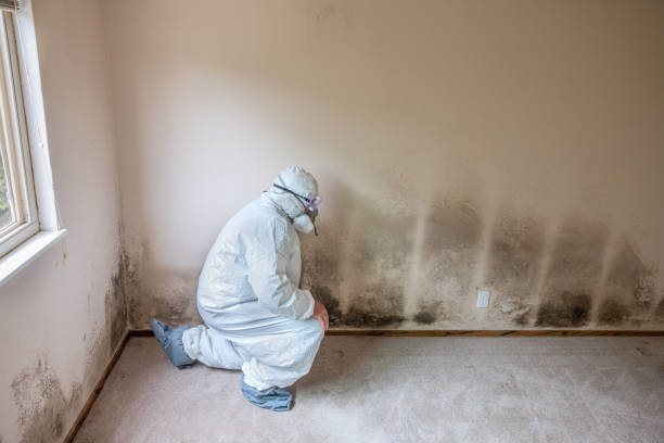 Best Mold Inspection  in Lewisburg, OH