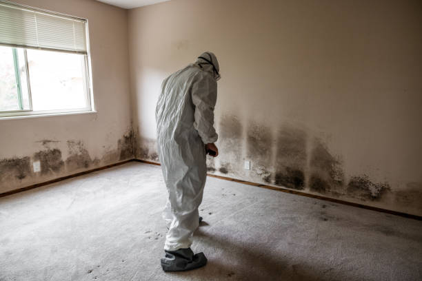 Best Fast Mold Removal  in Lewisburg, OH