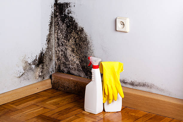 Best Emergency Mold Removal  in Lewisburg, OH