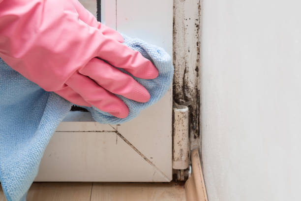 Best Commercial Mold Removal  in Lewisburg, OH